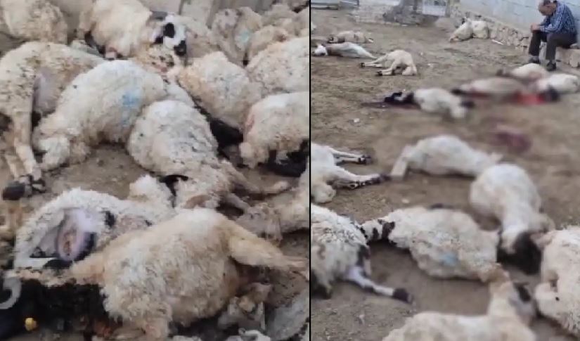 Aç Kalan Kurtların Girdiği Ahırda 111 Koyun Telef Oldu