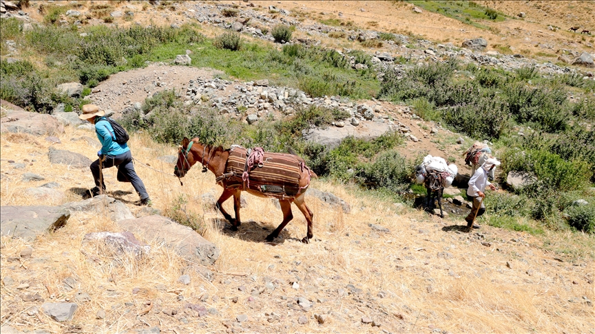 Cilo Dağları'nda Dağcıların Yüklerini Katırlar Taşıyor 1
