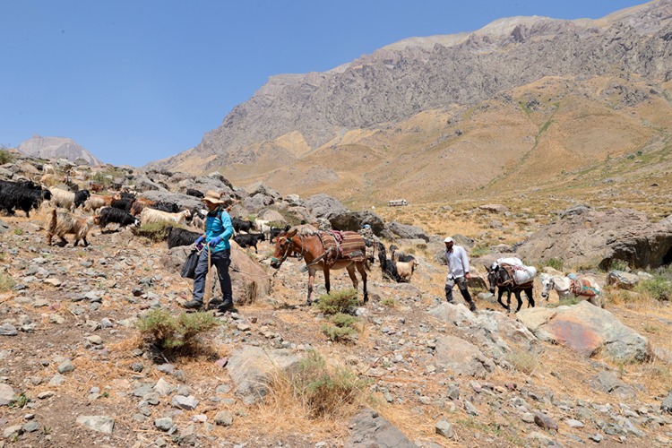 Cilo Dağları'nda Dağcıların Yüklerini Katırlar Taşıyor 3