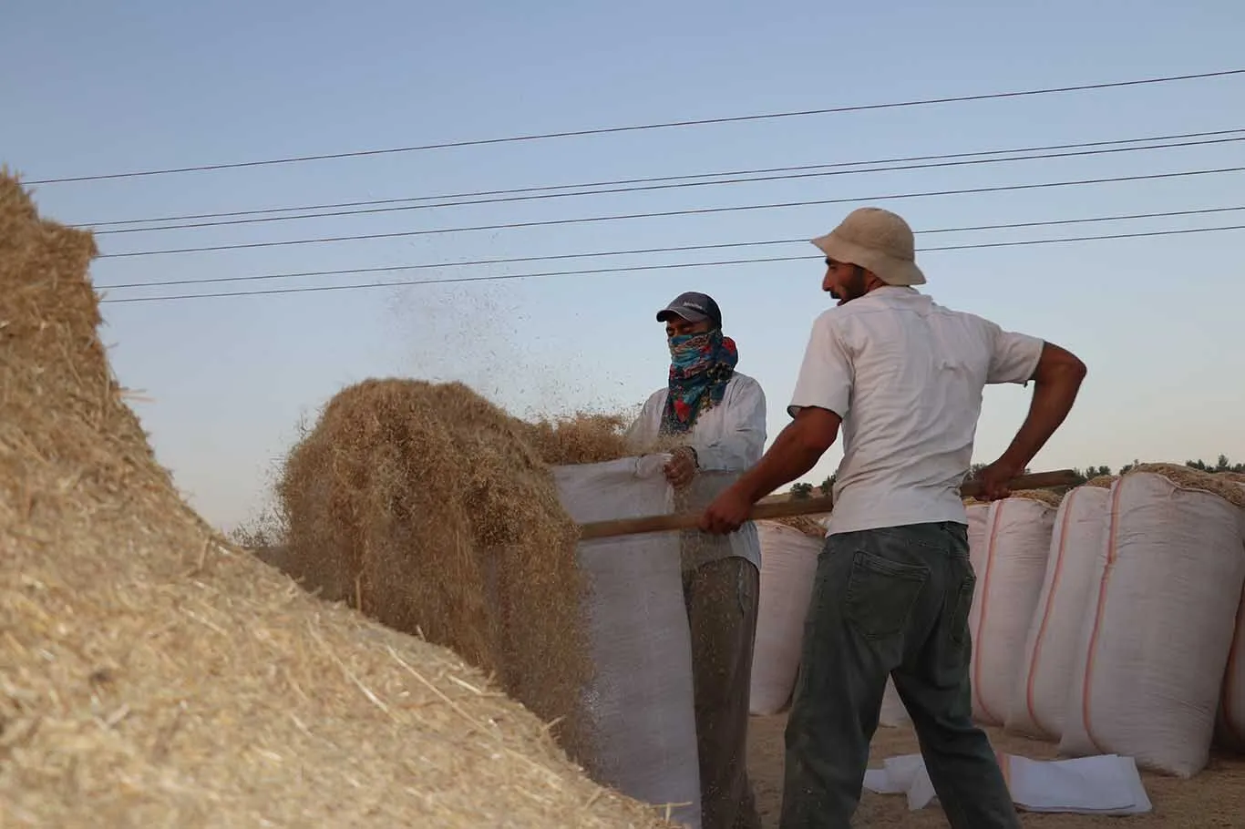 Diyarbakır Ve Batman’da 40 Derecede Zorlu Saman Mesaisi 3
