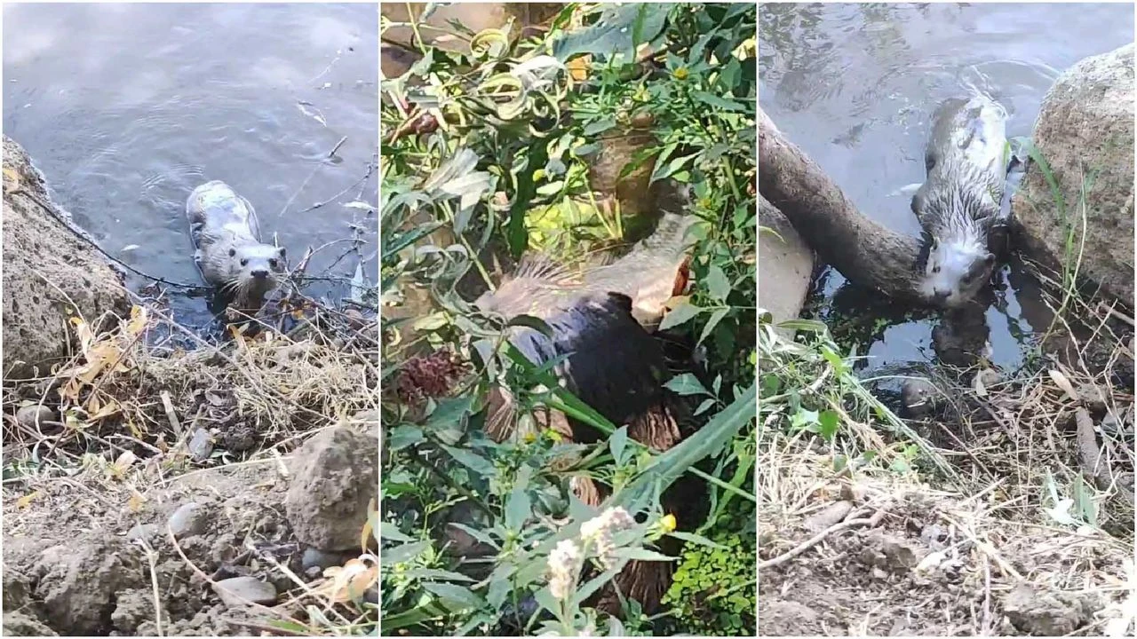 Diyarbakır'da Balıkçıların Yanına Gelip Balık Yiyen Su Samuru Kamerada