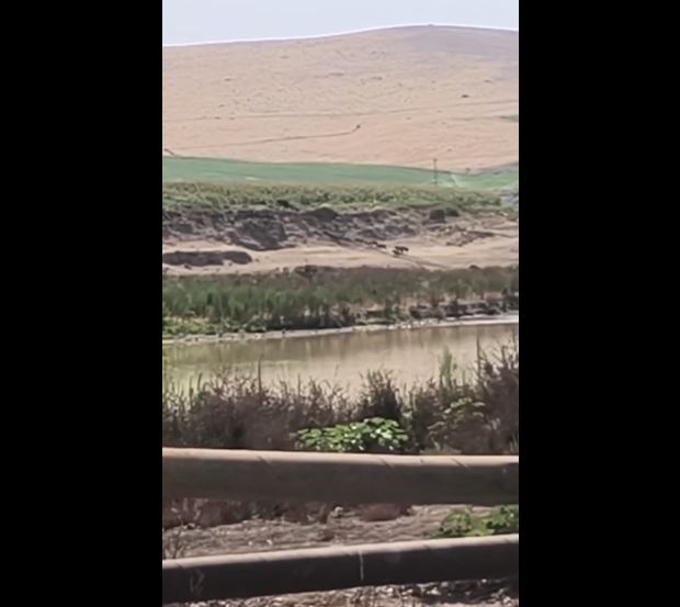 Diyarbakır'da Yaban Domuzları Çiftçinin Kâbusu Oldu! Karınca Sürüsü Gibi! 1