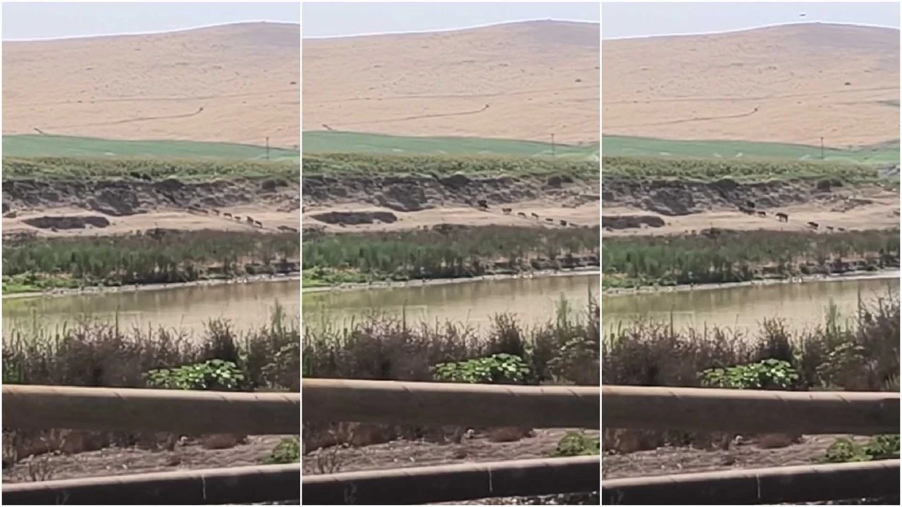 Diyarbakır'da Yaban Domuzları Çiftçinin Kâbusu Oldu! Karınca Sürüsü Gibi!