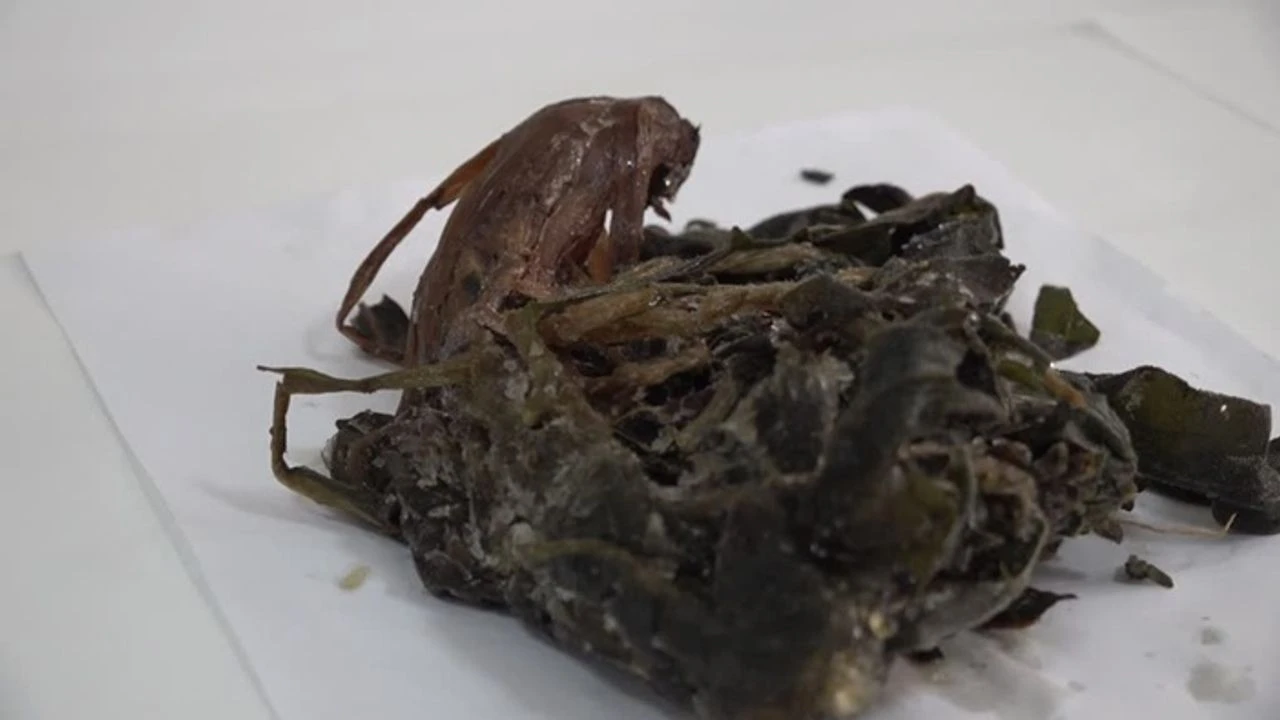 Diyarbakır'da Yetişen Soryaz Ve Gurız Alzheimer Ve Diyabete Umut Oldu