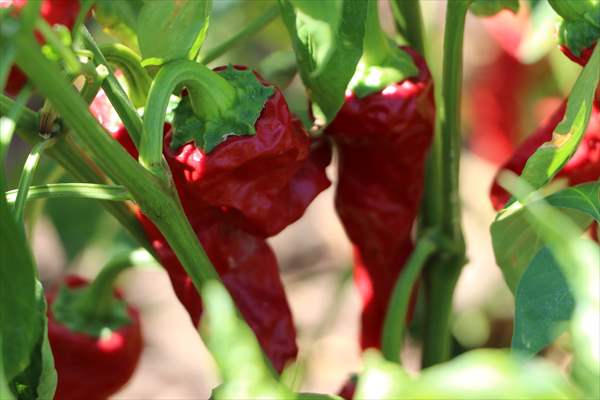 Kilis’te Kırmızı Biber Hasadı Başladı 1