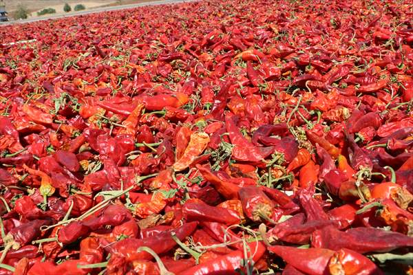 Kilis’te Kırmızı Biber Hasadı Başladı 3