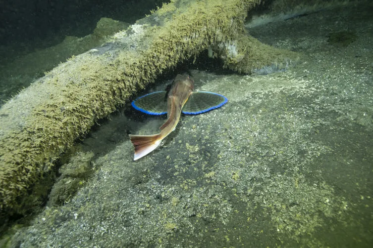 Türkiye'de Depremle Denize Gömülen “Batık Şehir” 26 Yıl Sonra Görüntülendi 3