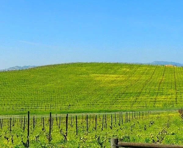 Bir Milyardan Fazla Kişi Gördü Xp'nin Arka Plan Fotoğrafı Nerede Çekildi 7