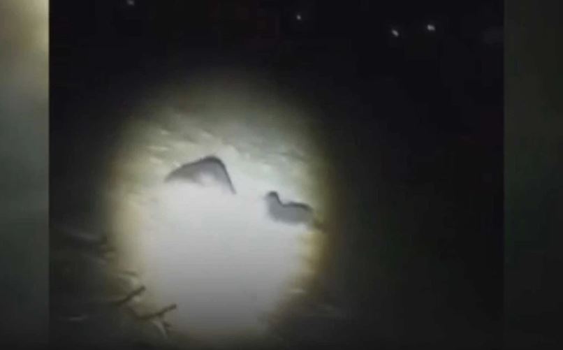 Diyarbakır'da Su Samurlarının Kavgası Kameraya Yansıdı