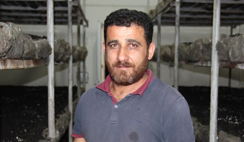 Batman'da Eski Inşaat Işçisi 40 Ton Mantar Üretiyor 1