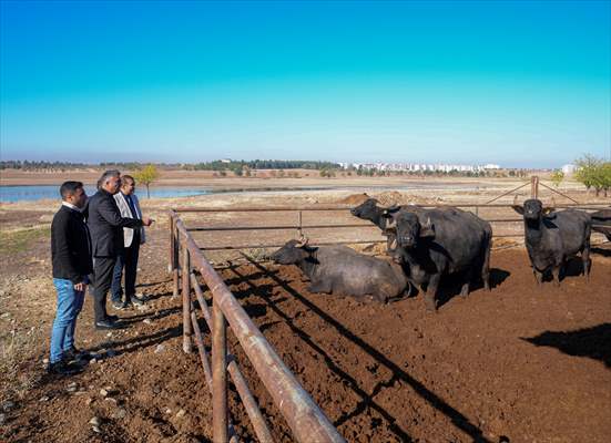 Diyarbakır'da Embriyo Transferi Yapıldı Manda Sütü 3 Kat Artacak! 1