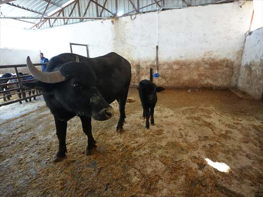 Diyarbakır'da Embriyo Transferi Yapıldı Manda Sütü 3 Kat Artacak! 3