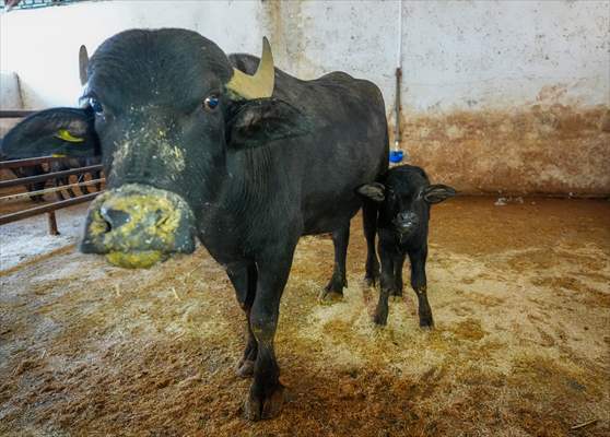 Diyarbakır'da Embriyo Transferi Yapıldı Manda Sütü 3 Kat Artacak! 7