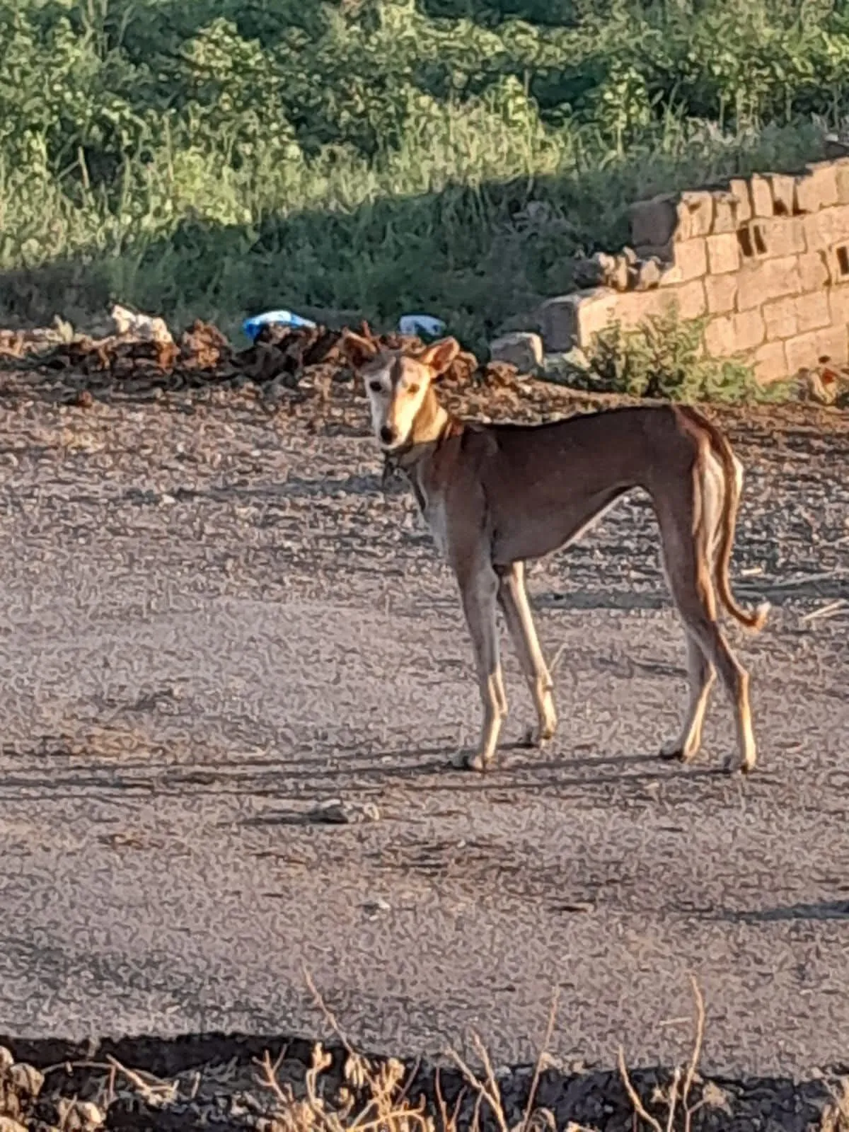 Diyarbakır'da Hırsızlığın Böylesi Pes Dedirtti! Bu Sefer Tazı Çalındı