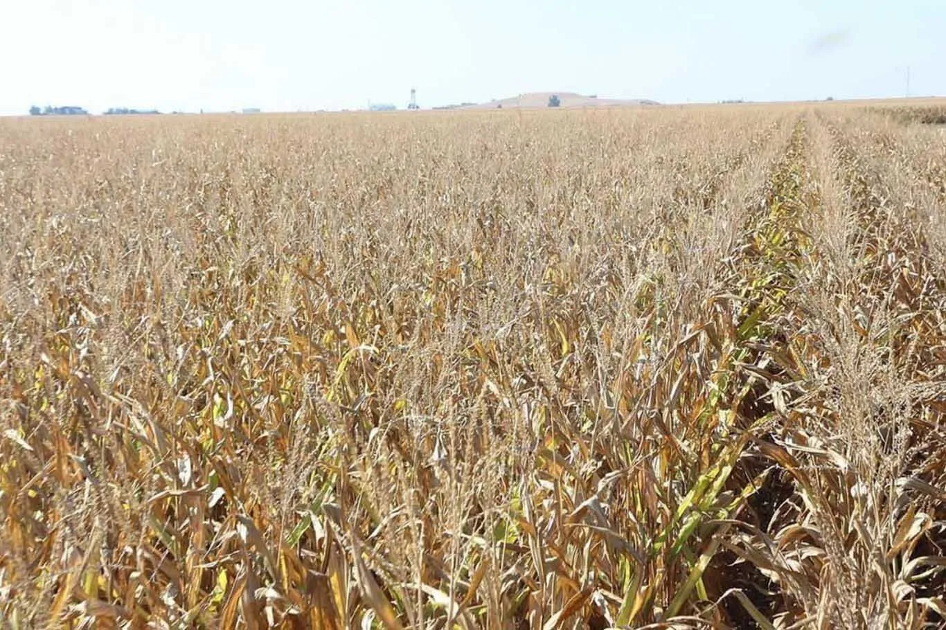 Hububatçılar Derneği Başkanı Çiftçinin Kuru Alanı Işleyecek Cesareti Kalmadı 1