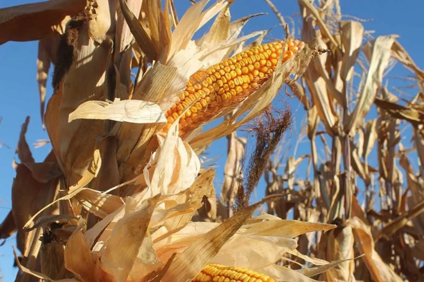 Hububatçılar Derneği Başkanı Çiftçinin Kuru Alanı Işleyecek Cesareti Kalmadı 3