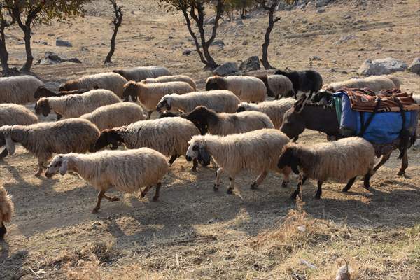 Koçerlerin Dönüşü 40 Gün Süren Zorlu Göç 1