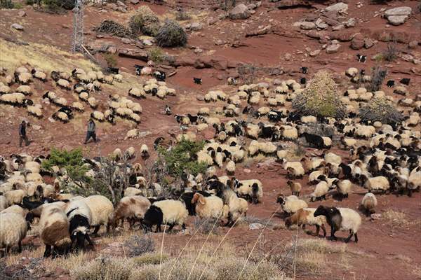 Koçerlerin Dönüşü 40 Gün Süren Zorlu Göç 5