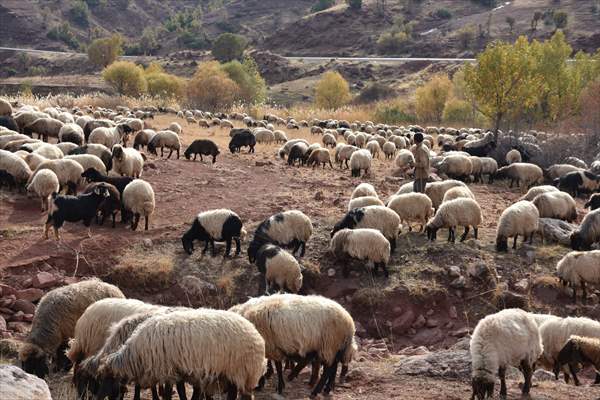 Koçerlerin Dönüşü 40 Gün Süren Zorlu Göç 7