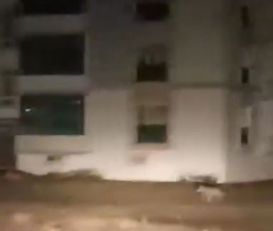 Kurtlar Şehir Merkezinde Görüntülendi