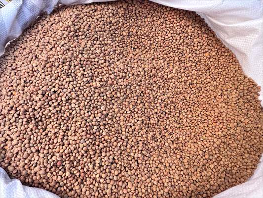 Siirt’te Çiftçilere 203 Ton Kırmızı Mercimek Tohumu Dağıtıldı 1