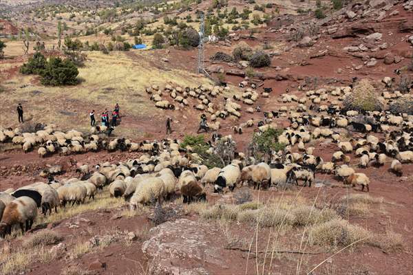 Şırnak’ta Yüz Binlerce Küçükbaş Hayvan Sağlık Taramasından Geçirildi 1
