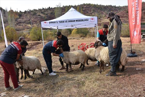 Şırnak’ta Yüz Binlerce Küçükbaş Hayvan Sağlık Taramasından Geçirildi 3