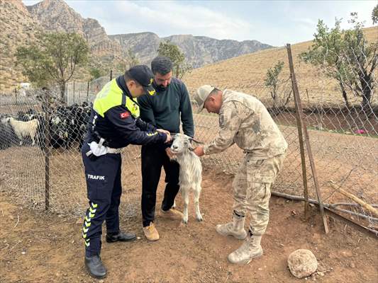 Sürü Hayvanlarını Korumak Için Ilginç Yöntem Reflektörlü Bant Yapıştırıldı 1