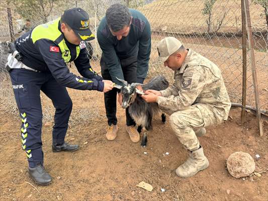 Sürü Hayvanlarını Korumak Için Ilginç Yöntem Reflektörlü Bant Yapıştırıldı 3