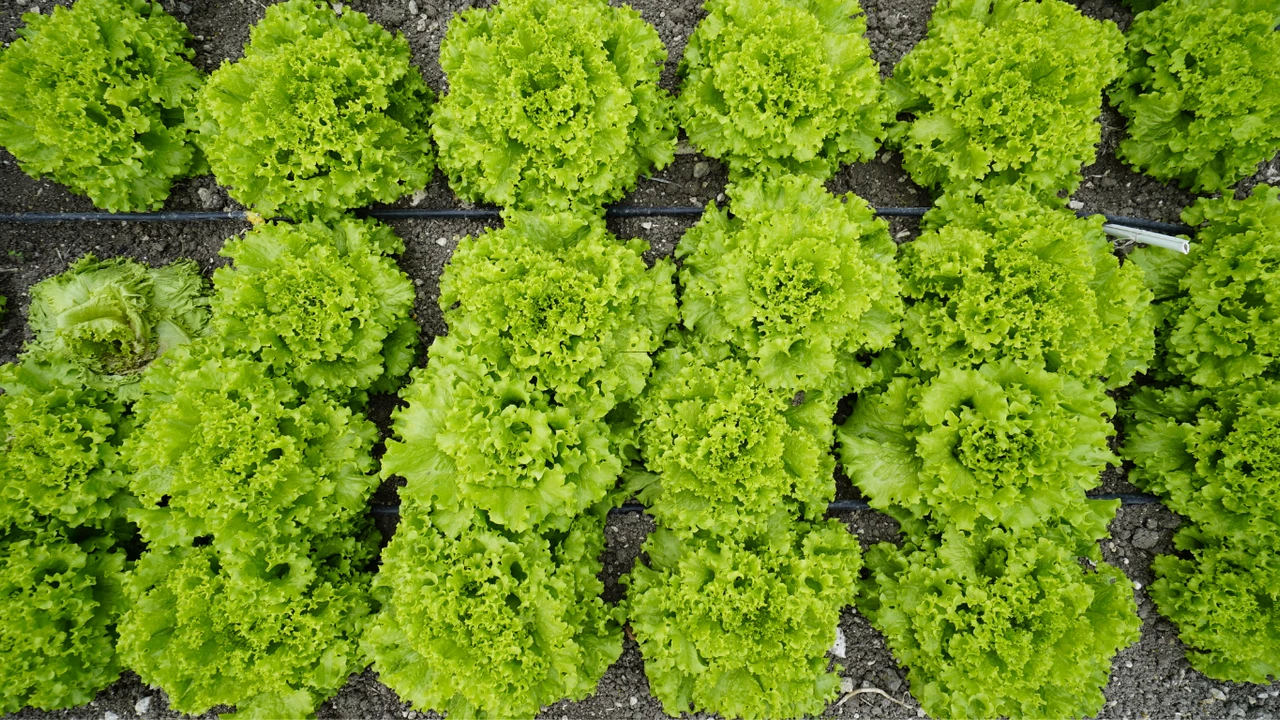 Tarım Neden Can Çekiştiği Ortaya Çıktı Tarlada 2, Markette 55 Tl A