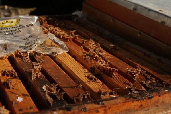 Adıyaman’da Bal Üretimi Bu Yıl 650 Tona Ulaştı 1