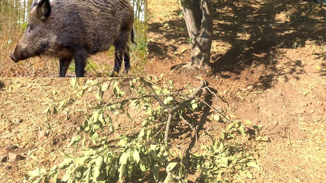 Batmanlılar Tedirgin Domuzlar Sürülerle Köylere Iniyor 1