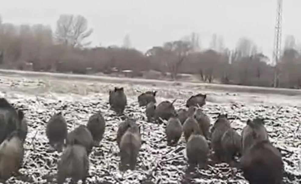 Batmanlılar Tedirgin Domuzlar Sürülerle Köylere Iniyor 3