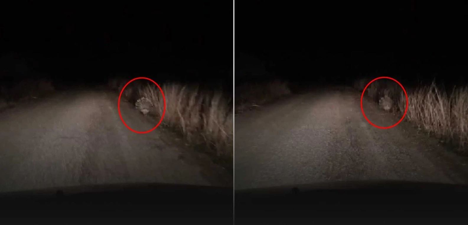 Diyarbakır Mardin Sınırında Ender Görülen Canlı Görüntülendi