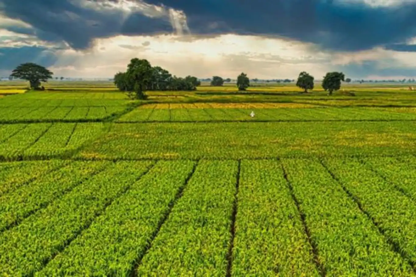 Diyarbakır'da Çiftçilere Iyi Haber Çks Hafta Sonu Mesaisi 1
