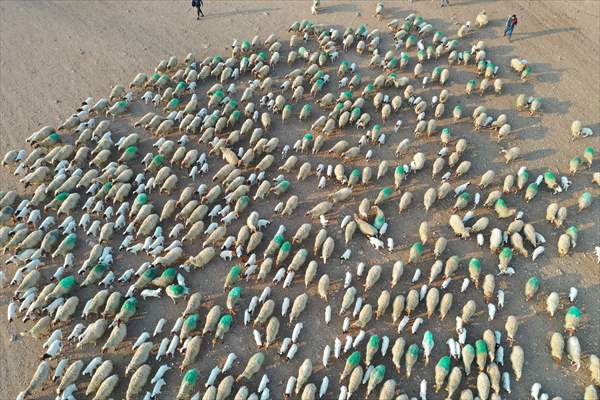 Dünyanın En Büyük Tarım Işletmelerinden Biri Diyarbakır'a Yakın Yerde 60 Bin Kuzu Dünyaya Geldi 1