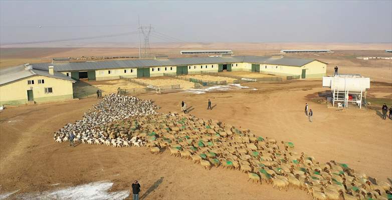 Dünyanın En Büyük Tarım Işletmelerinden Biri Diyarbakır'a Yakın Yerde 60 Bin Kuzu Dünyaya Geldi 3