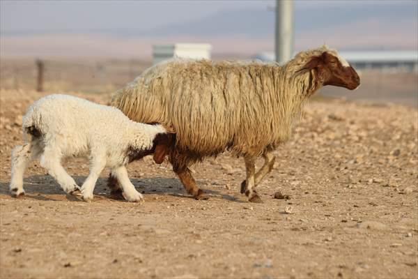 Dünyanın En Büyük Tarım Işletmelerinden Biri Diyarbakır'a Yakın Yerde 60 Bin Kuzu Dünyaya Geldi 5