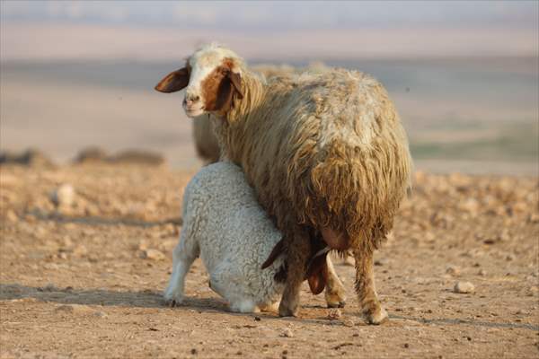 Dünyanın En Büyük Tarım Işletmelerinden Biri Diyarbakır'a Yakın Yerde 60 Bin Kuzu Dünyaya Geldi 7