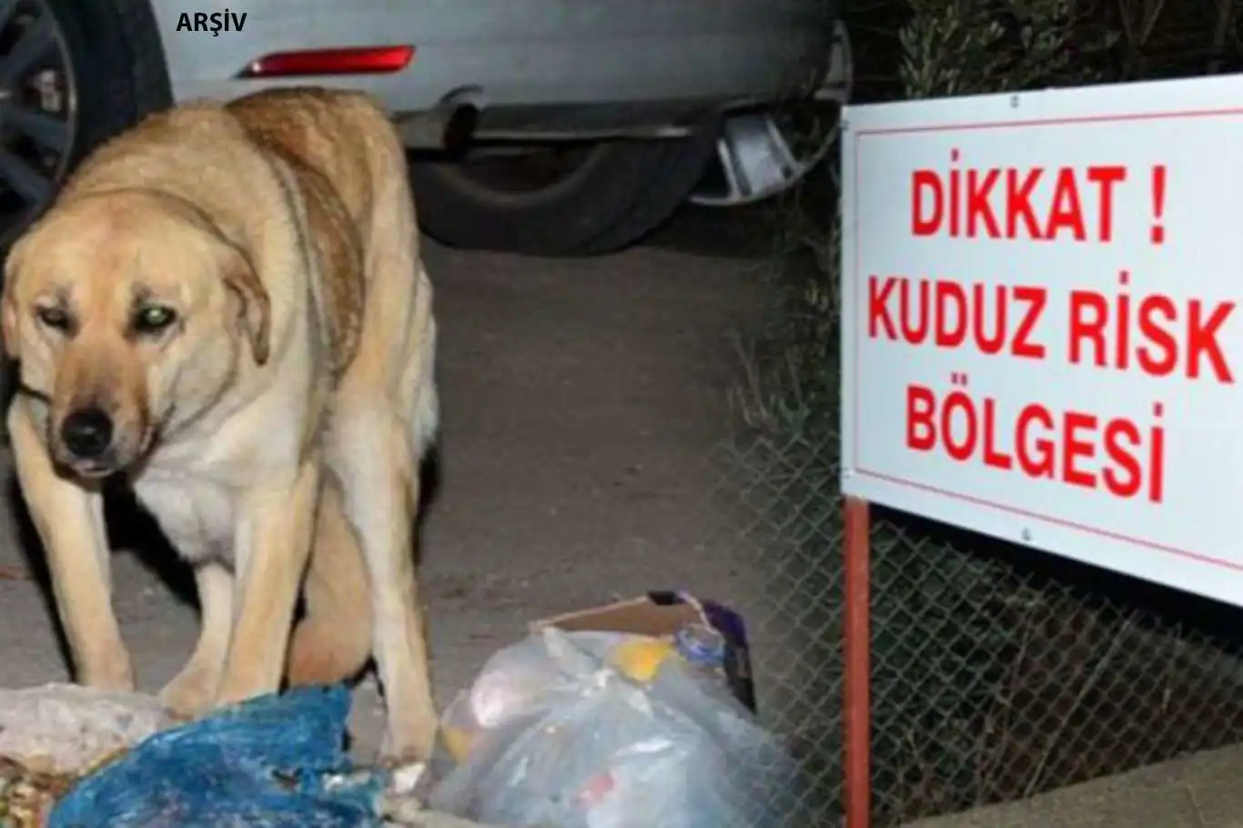 Kuduzdan 1 Kişinin Öldüğü Diyarbakır'da Sokak Köpekleri Sorunu Bitirilmiyorköpek Iki Kişiyi Daha Isırdı 1