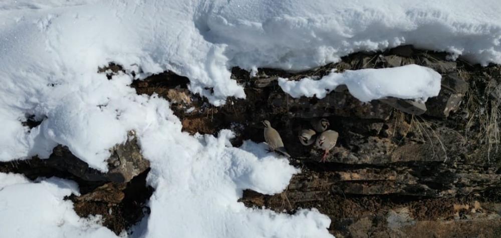 Beytüşşebap’ta Keklikler Sürüler Halinde Sıcak Alanlara Indi 1
