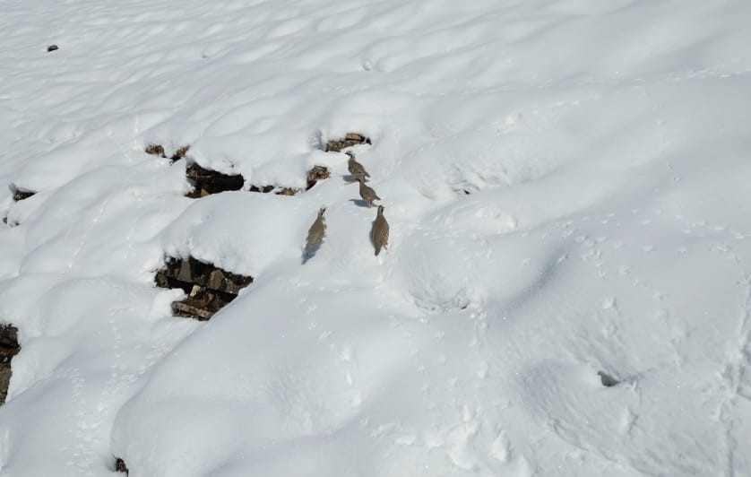Beytüşşebap’ta Keklikler Sürüler Halinde Sıcak Alanlara Indi 7