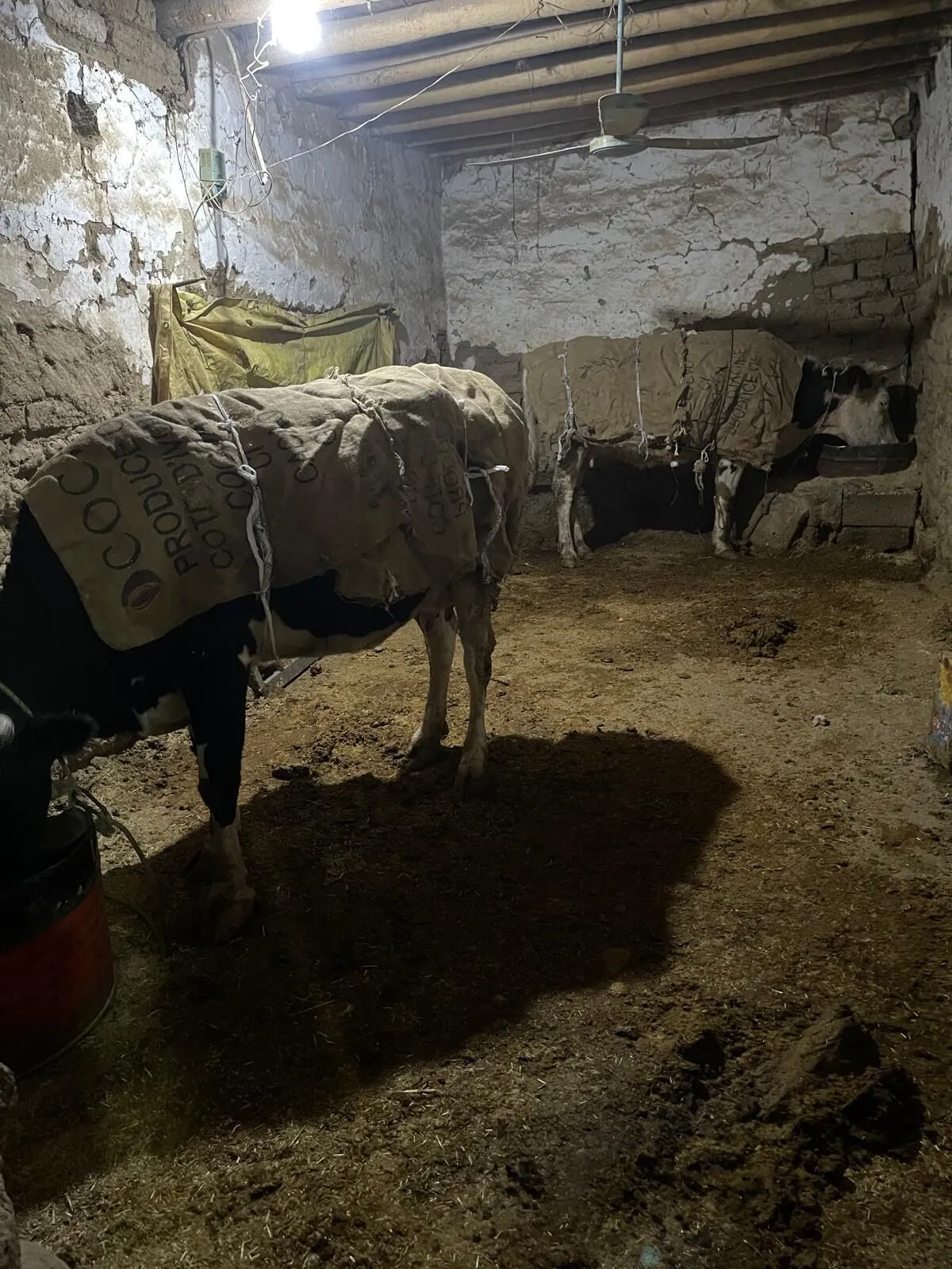 Diyarbakır Buz Kesti! Çiftçiden Sığırlara Battaniyeli Koruma