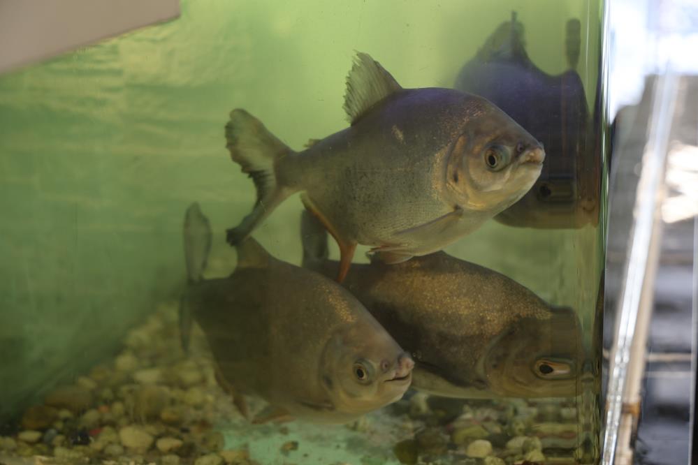 Diyarbakır'da 8 Adet Pirana Balığı 12 Yıldır Kelle Paçayla Besleniyor 3