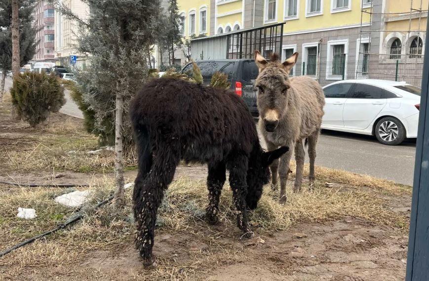 Diyarbakır'da Çarşı Merkezinde Ilginç Kovalamaca Eşekler Koruma Altına Alındı-1