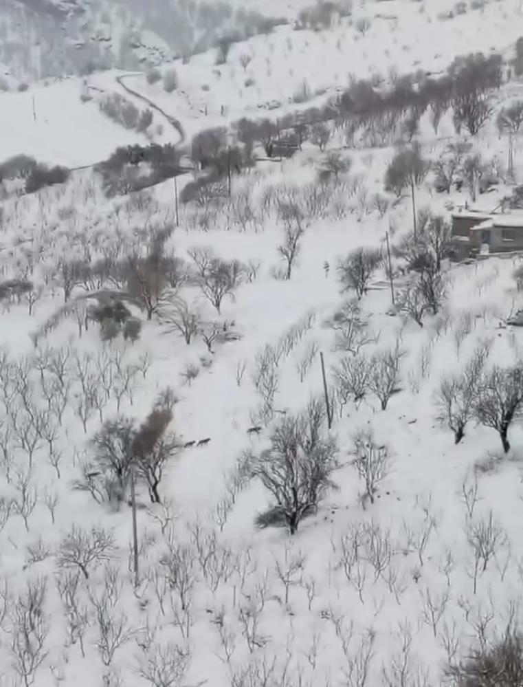 Diyarbakır'da Kurt Sürüsü Yerleşim Yerine Indi 1