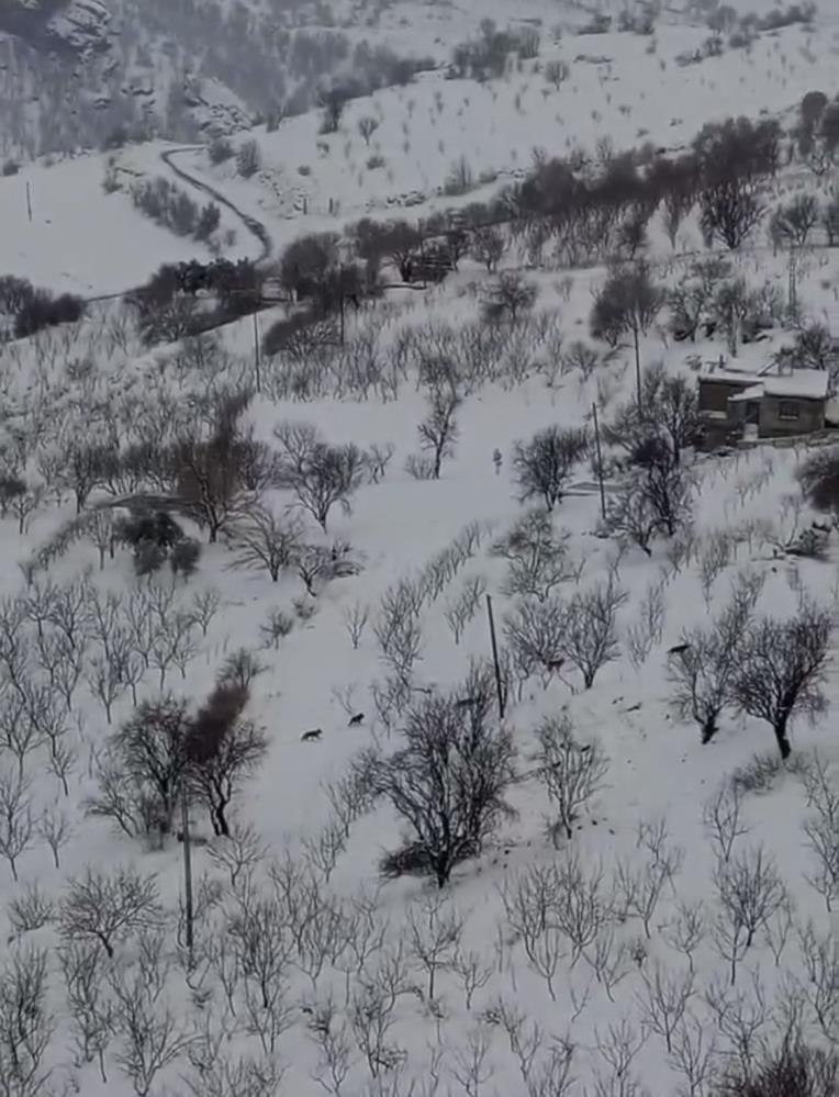 Diyarbakır'da Kurt Sürüsü Yerleşim Yerine Indi