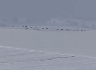 Diyarbakır'da Kurt Ve Domuz Sürüsü Görüntülendi 1