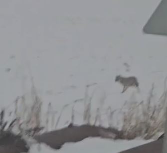 Diyarbakır'da Kurt Ve Domuz Sürüsü Görüntülendi 3