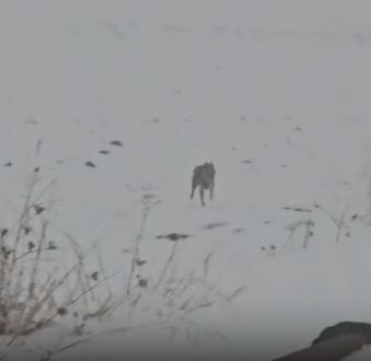 Diyarbakır'da Kurt Ve Domuz Sürüsü Görüntülendi 7